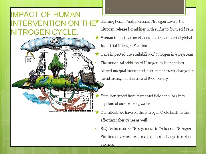 3 IMPACT OF HUMAN INTERVENTION ON THE★ Burning Fossil Fuels increases Nitrogen Levels, the 3 IMPACT OF HUMAN INTERVENTION ON THE★ Burning Fossil Fuels increases Nitrogen Levels, the