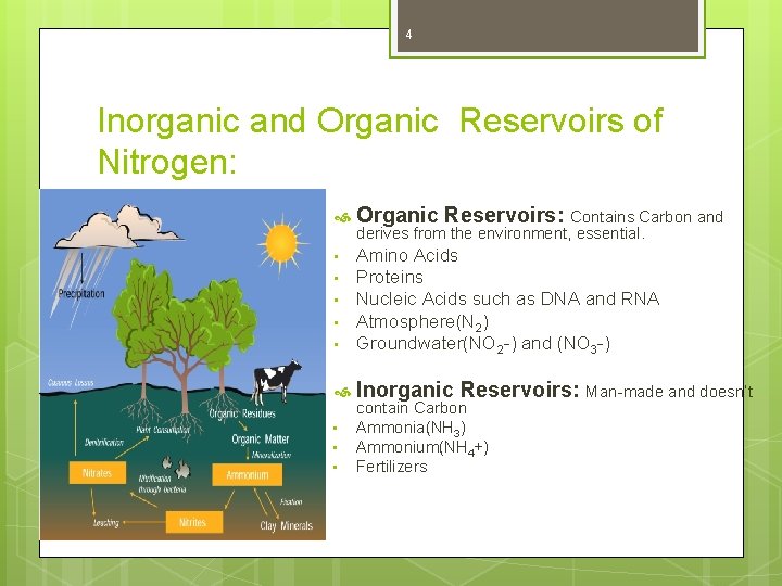 4 Inorganic and Organic Reservoirs of Nitrogen: Organic Reservoirs: Contains Carbon and • • 4 Inorganic and Organic Reservoirs of Nitrogen: Organic Reservoirs: Contains Carbon and • •
