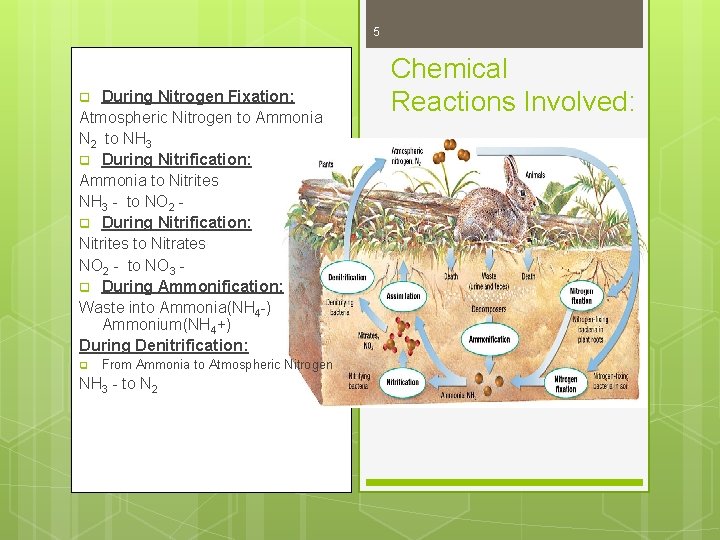 5 During Nitrogen Fixation: Atmospheric Nitrogen to Ammonia N 2 to NH 3 q 5 During Nitrogen Fixation: Atmospheric Nitrogen to Ammonia N 2 to NH 3 q