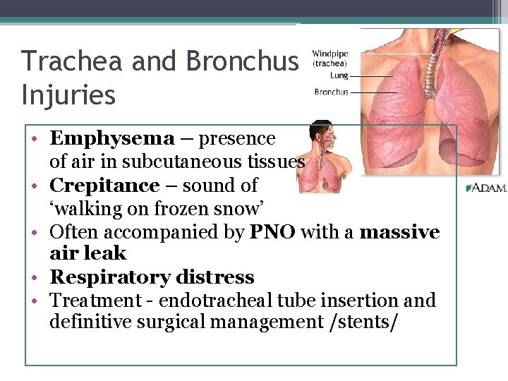 Trachea and Bronchus Injuries • Emphysema – presence of air in subcutaneous tissues •