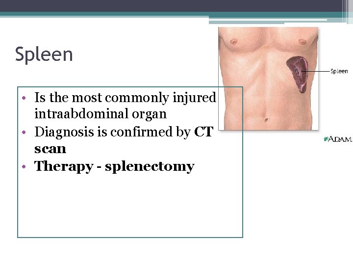 Spleen • Is the most commonly injured intraabdominal organ • Diagnosis is confirmed by