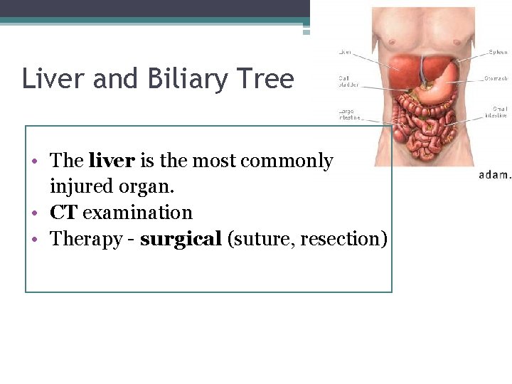 Liver and Biliary Tree • The liver is the most commonly injured organ. •