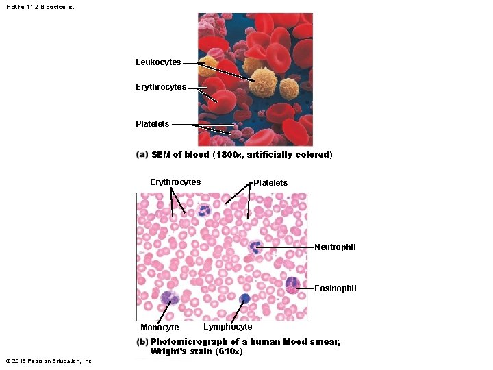 Figure 17. 2 Blood cells. Leukocytes Erythrocytes Platelets SEM of blood (1800 , artificially