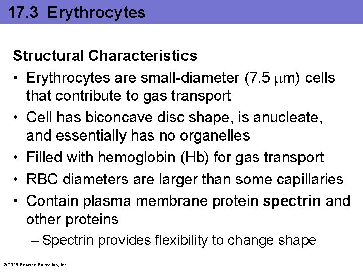 17. 3 Erythrocytes Structural Characteristics • Erythrocytes are small-diameter (7. 5 m) cells that