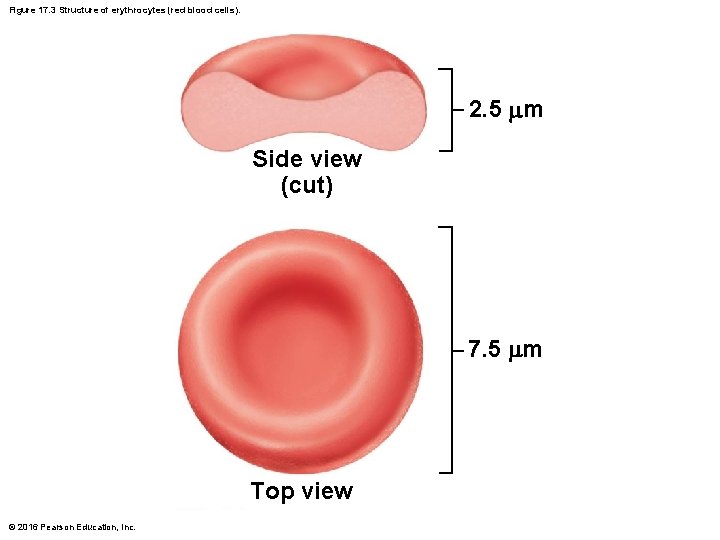 Figure 17. 3 Structure of erythrocytes (red blood cells). 2. 5 m Side view