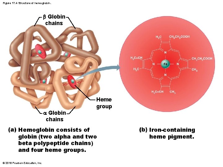 Figure 17. 4 Structure of hemoglobin. Globin chains Heme group Hemoglobin consists of globin