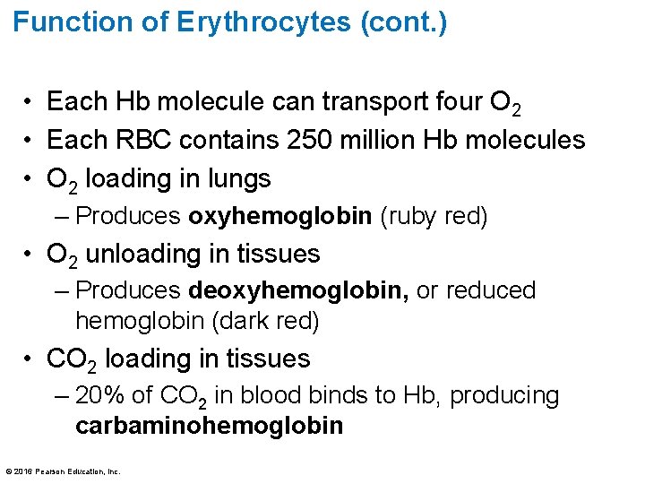 Function of Erythrocytes (cont. ) • Each Hb molecule can transport four O 2