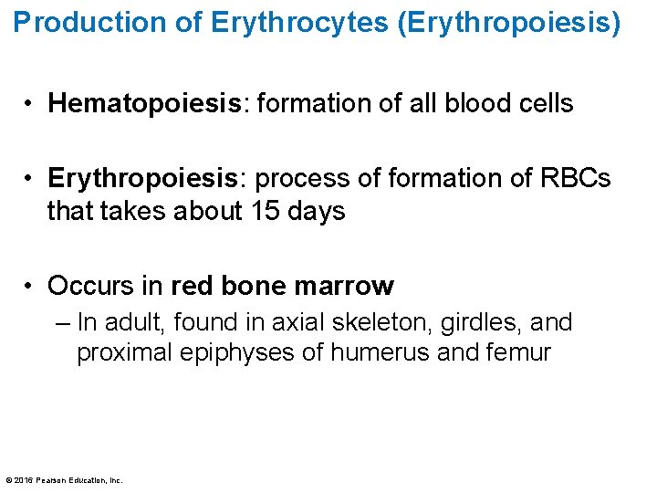 Production of Erythrocytes (Erythropoiesis) • Hematopoiesis: formation of all blood cells • Erythropoiesis: process