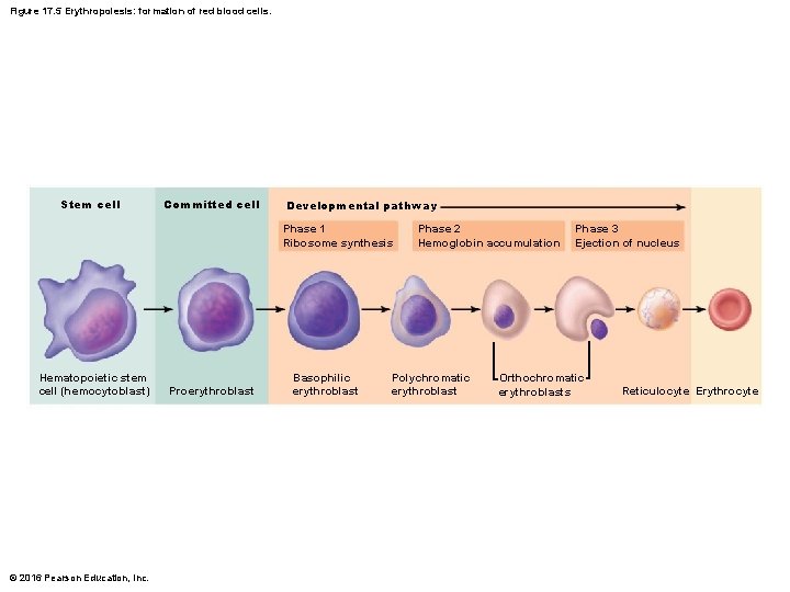 Figure 17. 5 Erythropoiesis: formation of red blood cells. Stem cell Committed cell Developmental