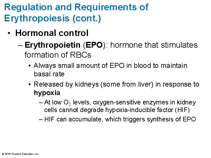 Regulation and Requirements of Erythropoiesis (cont. ) • Hormonal control – Erythropoietin (EPO): hormone