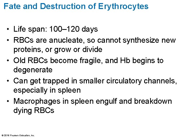 Fate and Destruction of Erythrocytes • Life span: 100– 120 days • RBCs are