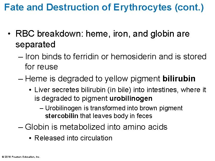 Fate and Destruction of Erythrocytes (cont. ) • RBC breakdown: heme, iron, and globin