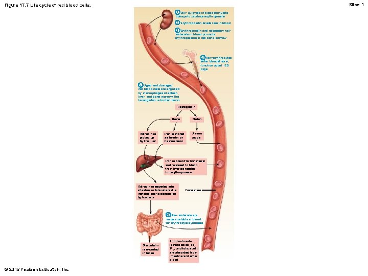 Slide 1 Figure 17. 7 Life cycle of red blood cells. 1 Low O