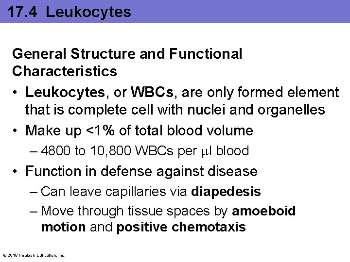 17. 4 Leukocytes General Structure and Functional Characteristics • Leukocytes, or WBCs, are only