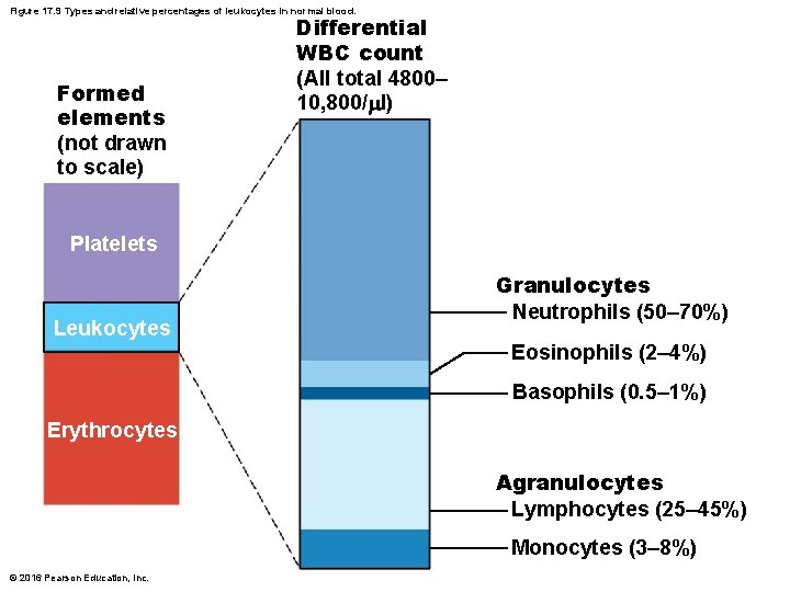 Figure 17. 9 Types and relative percentages of leukocytes in normal blood. Formed elements