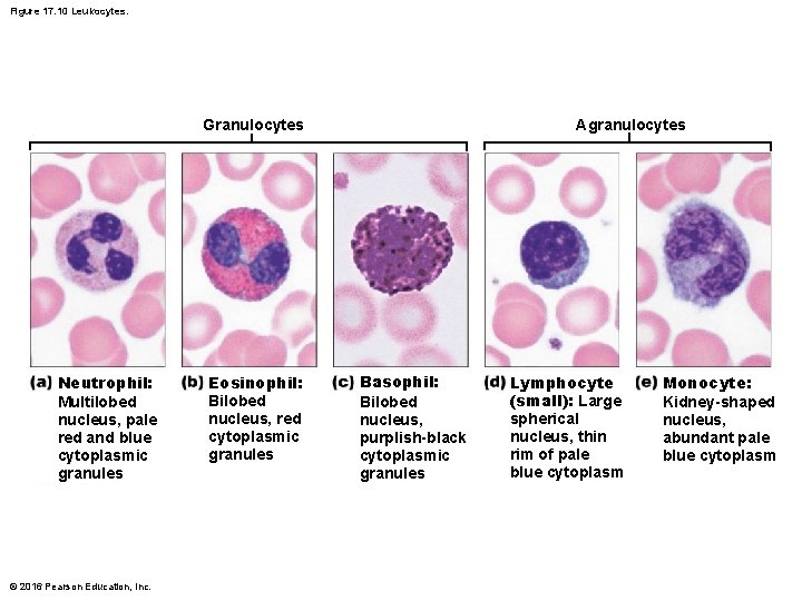 Figure 17. 10 Leukocytes. Agranulocytes Granulocytes Neutrophil: Multilobed nucleus, pale red and blue cytoplasmic