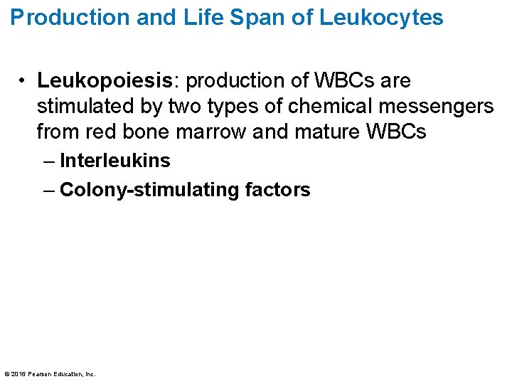 Production and Life Span of Leukocytes • Leukopoiesis: production of WBCs are stimulated by