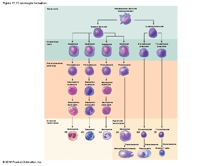 Figure 17. 11 Leukocyte formation. Stem cells Hematopoietic stem cell (hemocytoblast) Lymphoid stem cell