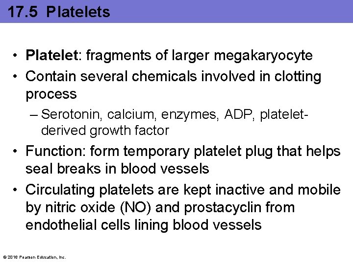 17. 5 Platelets • Platelet: fragments of larger megakaryocyte • Contain several chemicals involved