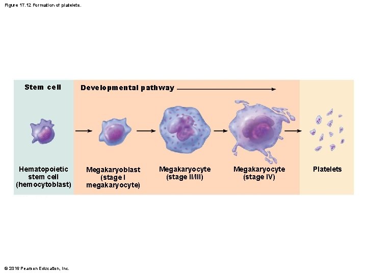 Figure 17. 12 Formation of platelets. Stem cell Hematopoietic stem cell (hemocytoblast) © 2016