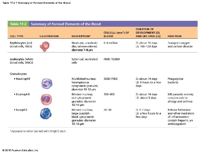 Table 17. 2 -1 Summary of Formed Elements of the Blood © 2016 Pearson