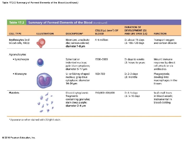 Table 17. 2 -2 Summary of Formed Elements of the Blood (continued) © 2016