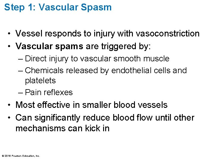 Step 1: Vascular Spasm • Vessel responds to injury with vasoconstriction • Vascular spams