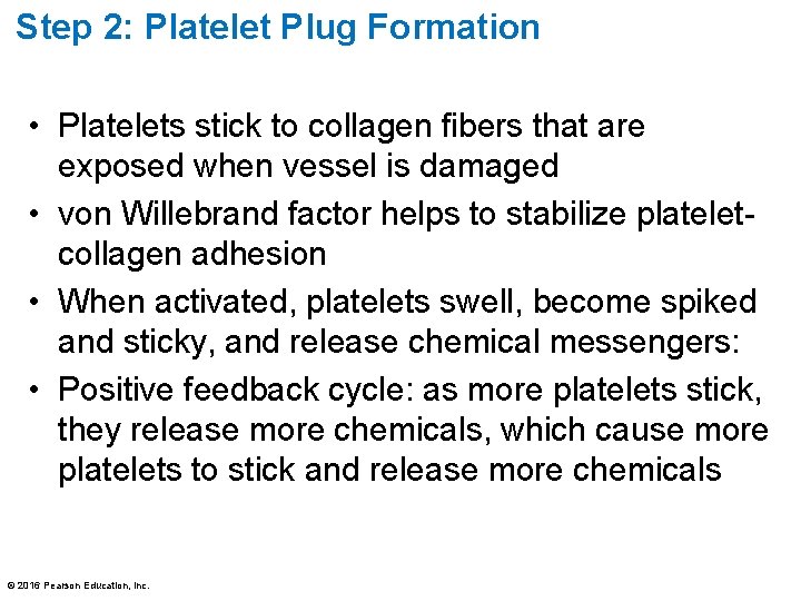 Step 2: Platelet Plug Formation • Platelets stick to collagen fibers that are exposed