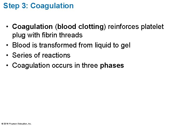 Step 3: Coagulation • Coagulation (blood clotting) reinforces platelet plug with fibrin threads •