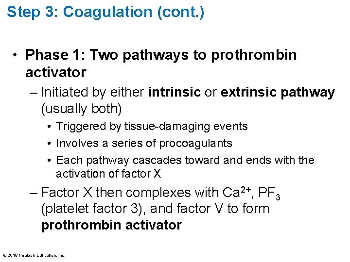 Step 3: Coagulation (cont. ) • Phase 1: Two pathways to prothrombin activator –