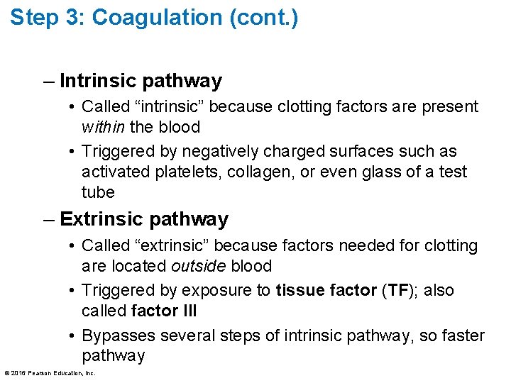 Step 3: Coagulation (cont. ) – Intrinsic pathway • Called “intrinsic” because clotting factors