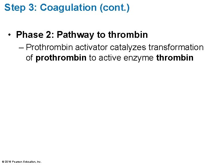 Step 3: Coagulation (cont. ) • Phase 2: Pathway to thrombin – Prothrombin activator