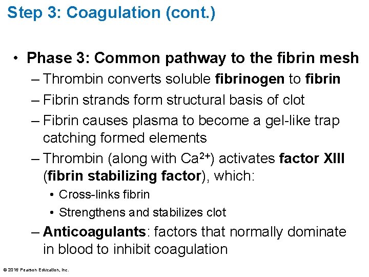 Step 3: Coagulation (cont. ) • Phase 3: Common pathway to the fibrin mesh