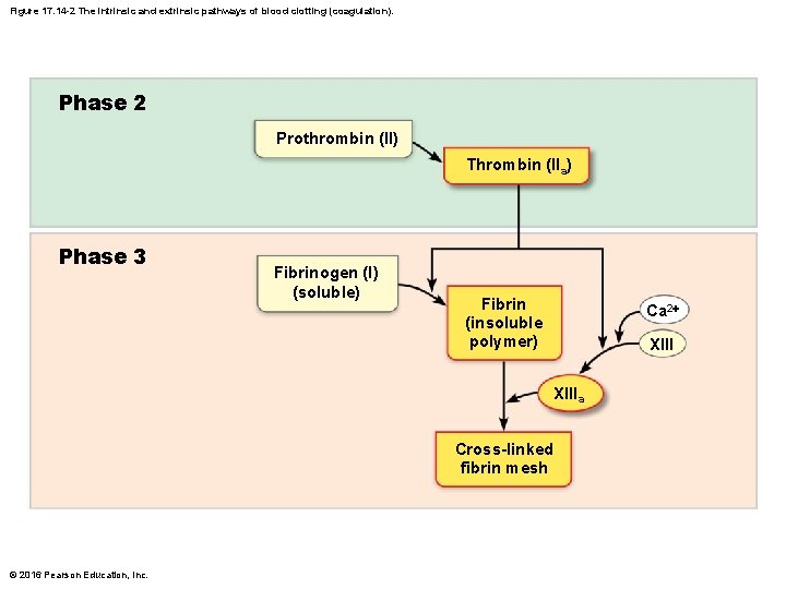 Figure 17. 14 -2 The intrinsic and extrinsic pathways of blood clotting (coagulation). Phase