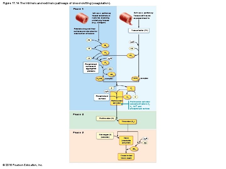 Figure 17. 14 The intrinsic and extrinsic pathways of blood clotting (coagulation). Phase 1