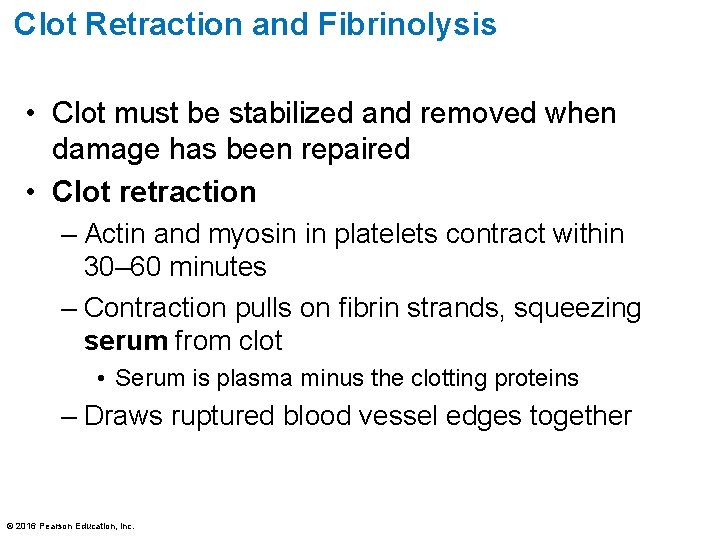 Clot Retraction and Fibrinolysis • Clot must be stabilized and removed when damage has