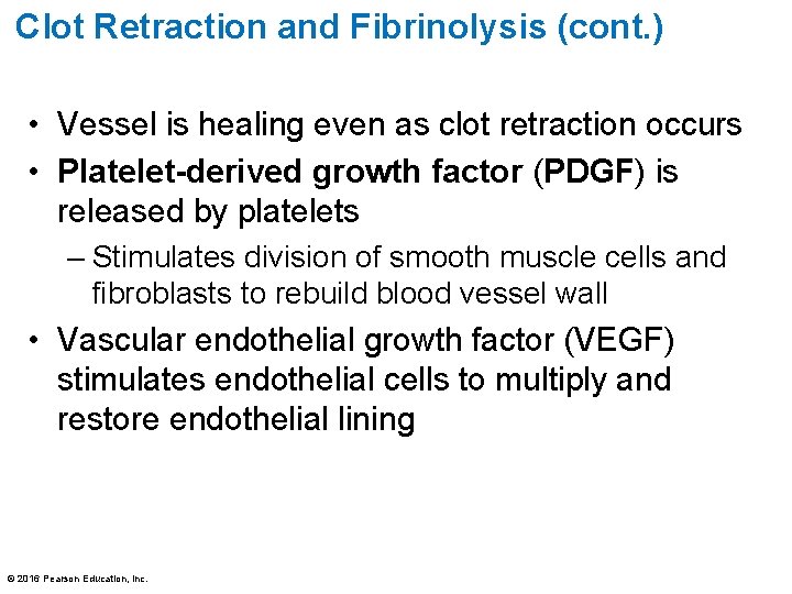 Clot Retraction and Fibrinolysis (cont. ) • Vessel is healing even as clot retraction