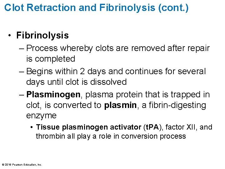 Clot Retraction and Fibrinolysis (cont. ) • Fibrinolysis – Process whereby clots are removed