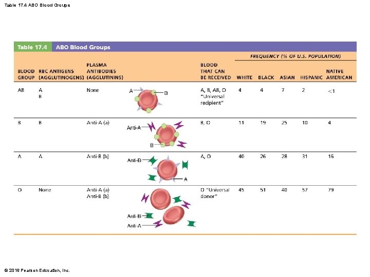 Table 17. 4 ABO Blood Groups © 2016 Pearson Education, Inc. 