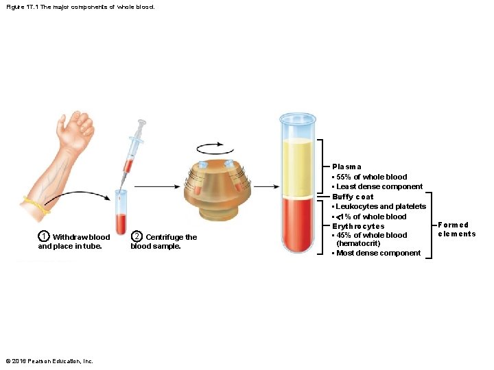 Figure 17. 1 The major components of whole blood. 1 Withdraw blood and place