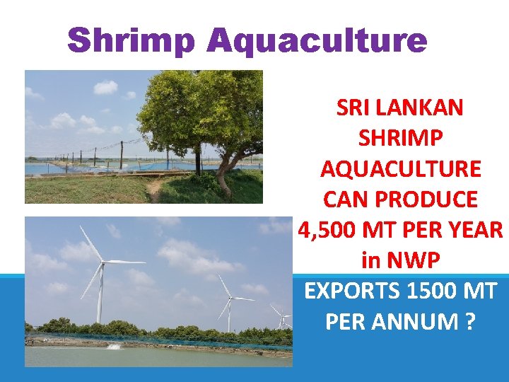 Shrimp Aquaculture SRI LANKAN SHRIMP AQUACULTURE CAN PRODUCE 4, 500 MT PER YEAR in