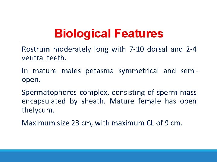 Biological Features Rostrum moderately long with 7 -10 dorsal and 2 -4 ventral teeth.