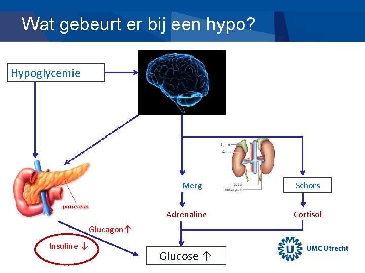 Wat gebeurt er bij een hypo? Hypoglycemie Merg Adrenaline Glucagon↑ Insuline ↓ Glucose ↑