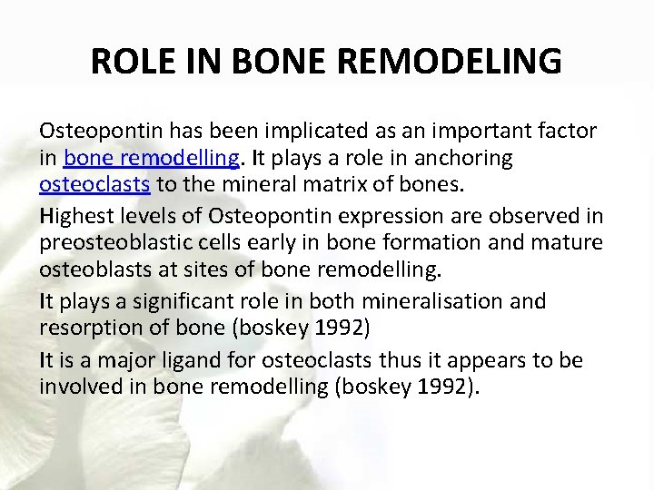 ROLE IN BONE REMODELING Osteopontin has been implicated as an important factor in bone