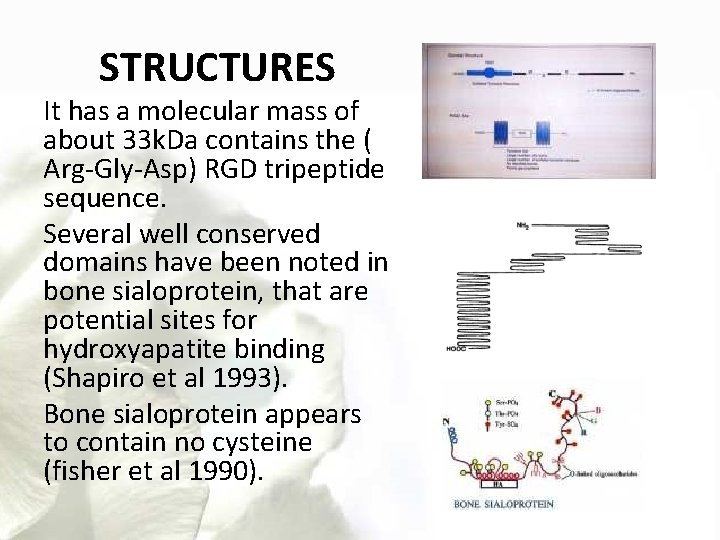 STRUCTURES It has a molecular mass of about 33 k. Da contains the (