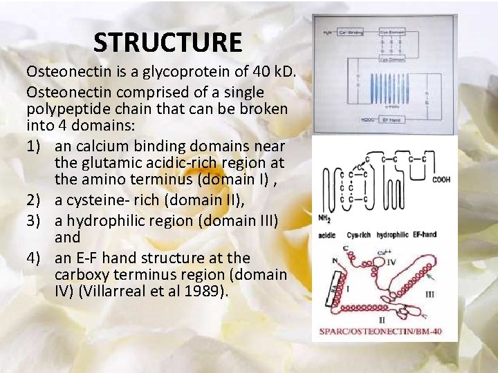 STRUCTURE Osteonectin is a glycoprotein of 40 k. D. Osteonectin comprised of a single