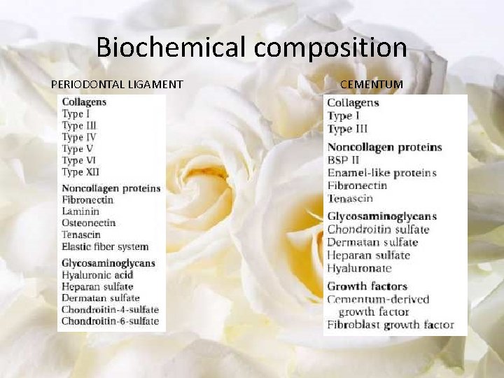 Biochemical composition PERIODONTAL LIGAMENT CEMENTUM 