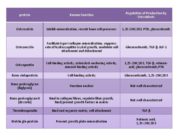 protein Known Function Regulation of Production by Osteoblasts Osteocalcin Inhibit mineralization, recruit bone cell