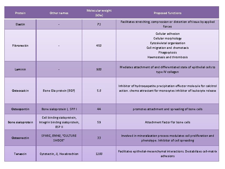 Protein Other names Molecular weight (k. Da) Proposed functions Elastin - 72 Facilitates stretching,