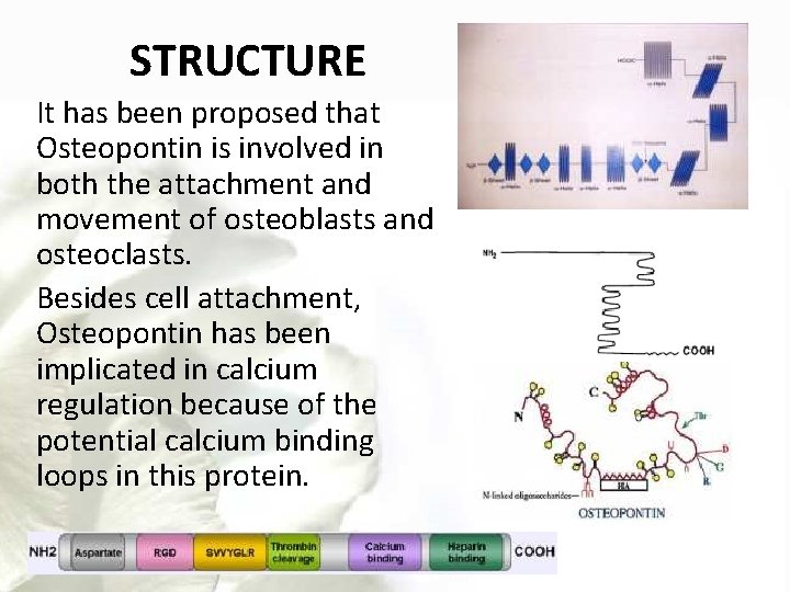 STRUCTURE It has been proposed that Osteopontin is involved in both the attachment and